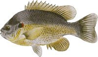 Panfish