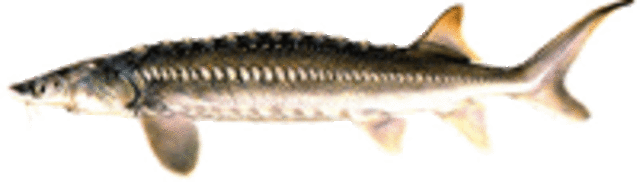 Sturgeon medium