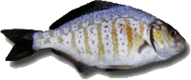 Surfperch medium