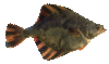 Flounder thumb