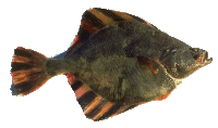 Flounder