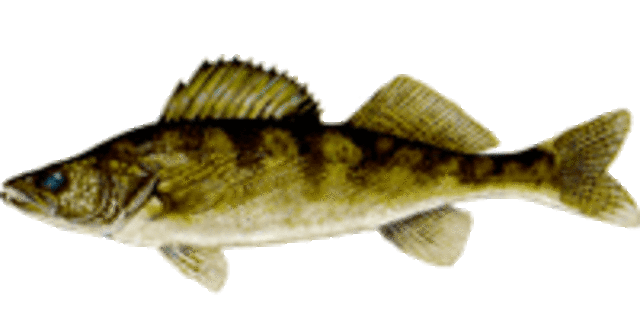 Walleye medium