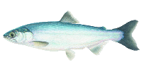 Kokanee