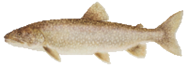 Laketrout medium