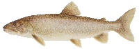 Laketrout