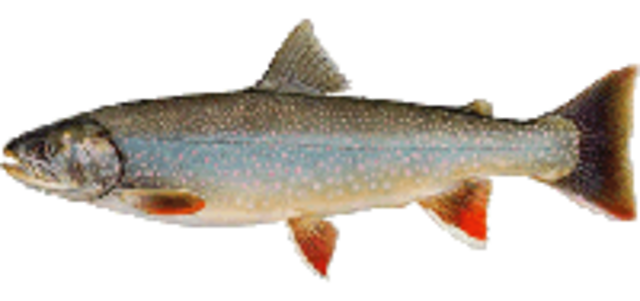 Dolly varden medium