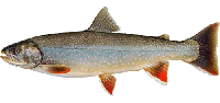 Dolly-varden