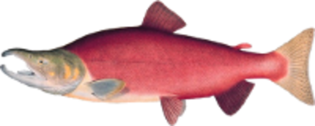 Sockeye medium