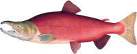 Sockeye