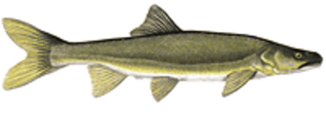 Pikeminnow medium