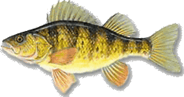 Yellowperch medium