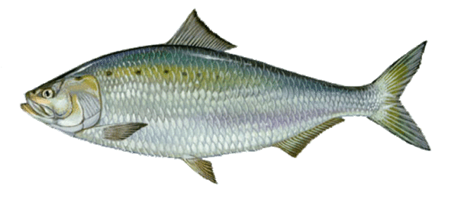 American shad medium