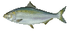 American shad thumb