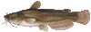 Bullhead thumb