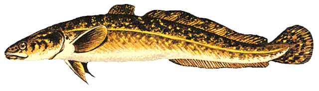 Burbot medium