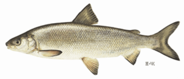 Whitefish medium