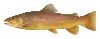 Brown trout thumb