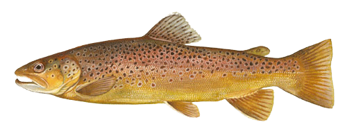 Brown trout