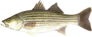 Striped bass medium medium