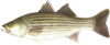 Striped bass medium thumb