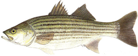 Striped bass medium
