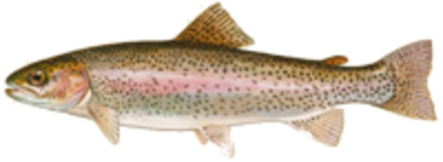 Trout medium