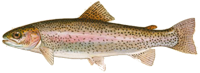 Trout