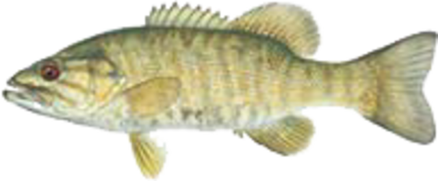 Smallmouth bass medium