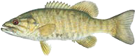 Smallmouth bass